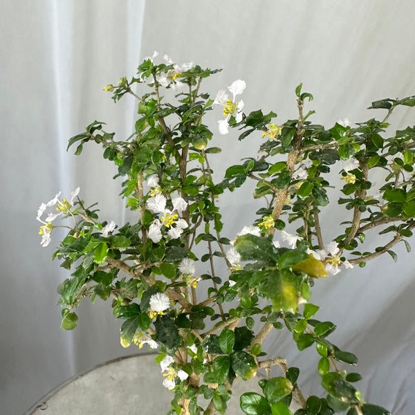 Green Paradise Malpighia Coccigera Bonsai