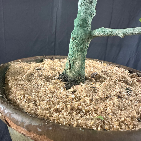 Green Paradise Carmona Bonsai tree code 0144