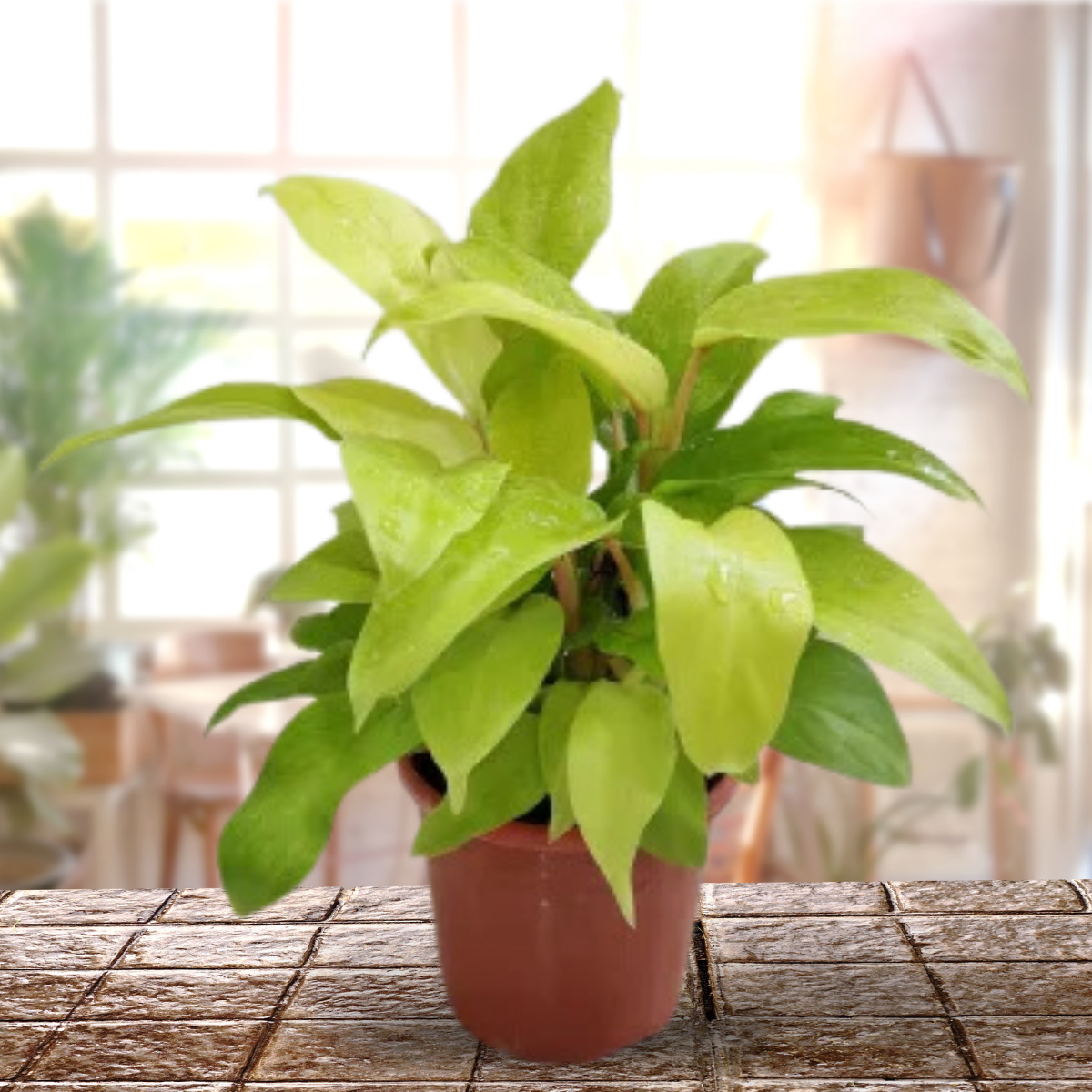 Golden Philodendron Live Plant