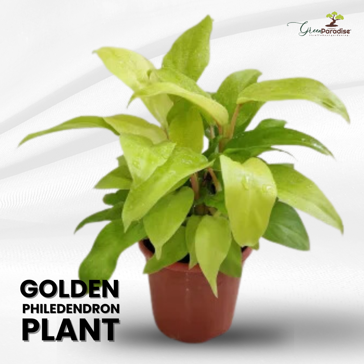 Golden Philodendron Live Plant