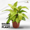 Golden Philodendron Live Plant