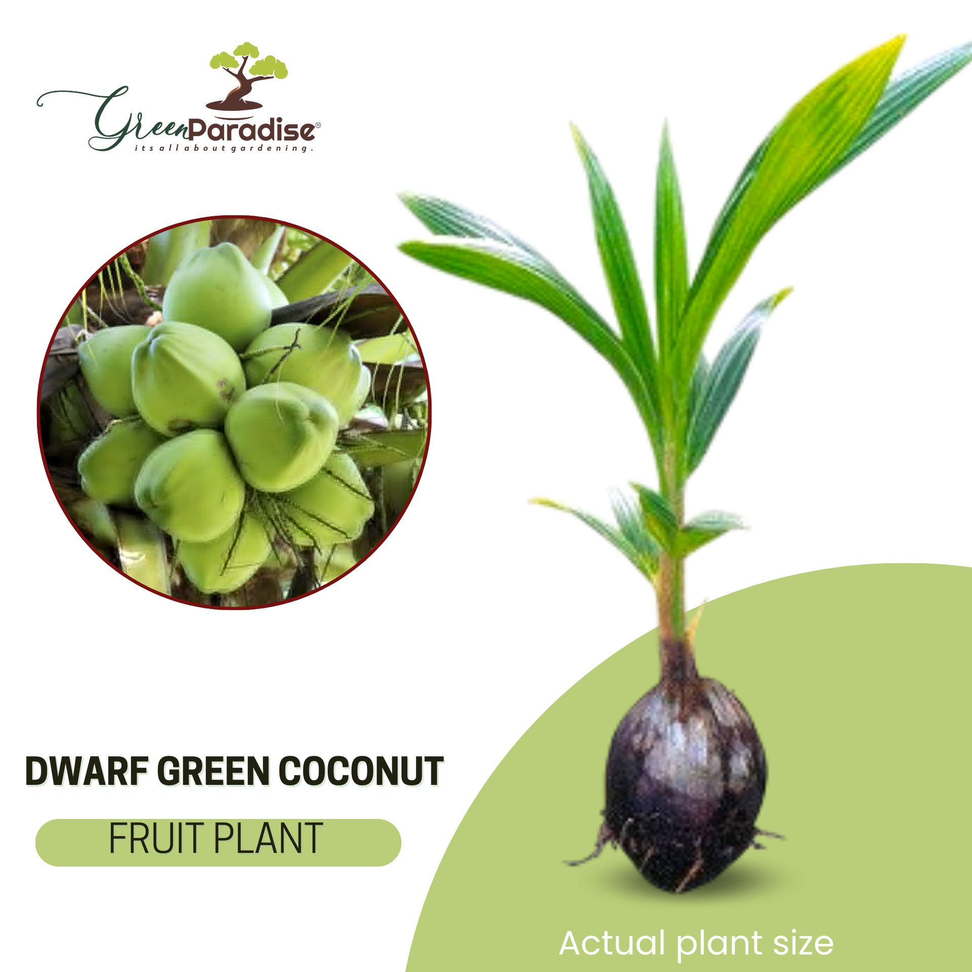 Green Paradise Dwarf Variety Green Coconut Plant