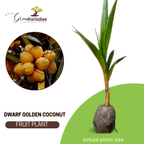 Golden Coconut Hybrid Malay Dwarf Orange Coconut Live Seedling Plant