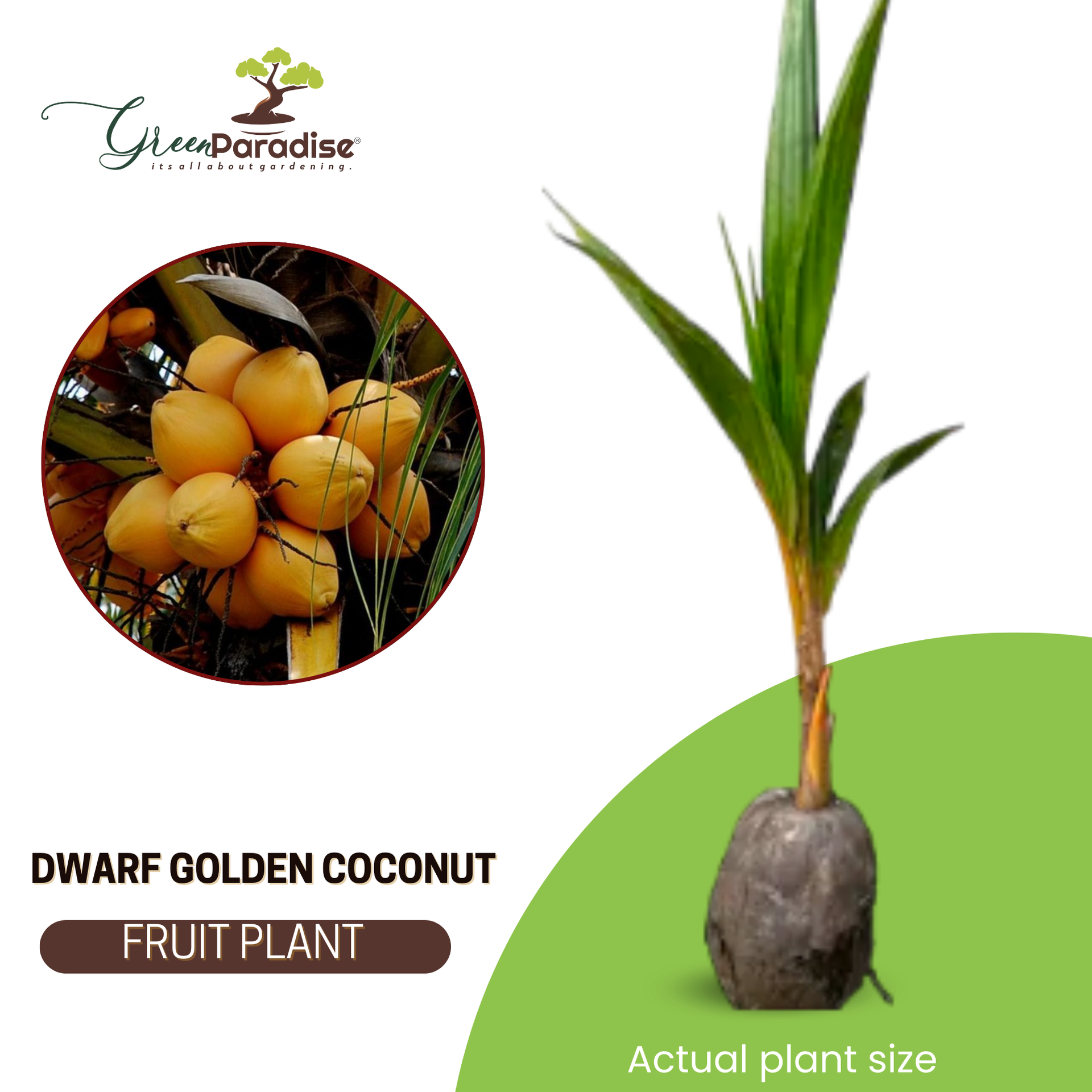 Golden Coconut Hybrid Malay Dwarf Orange Coconut Live Seedling Plant