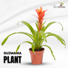 Green Paradise® Alcanterea Guzmania flowering Live Plant