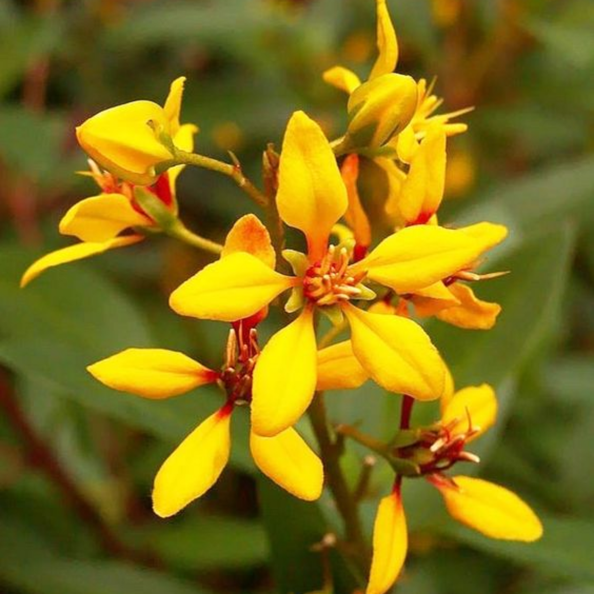 Galphemia Gracilis Beautiful full Year Yellow Flowering Live Plant