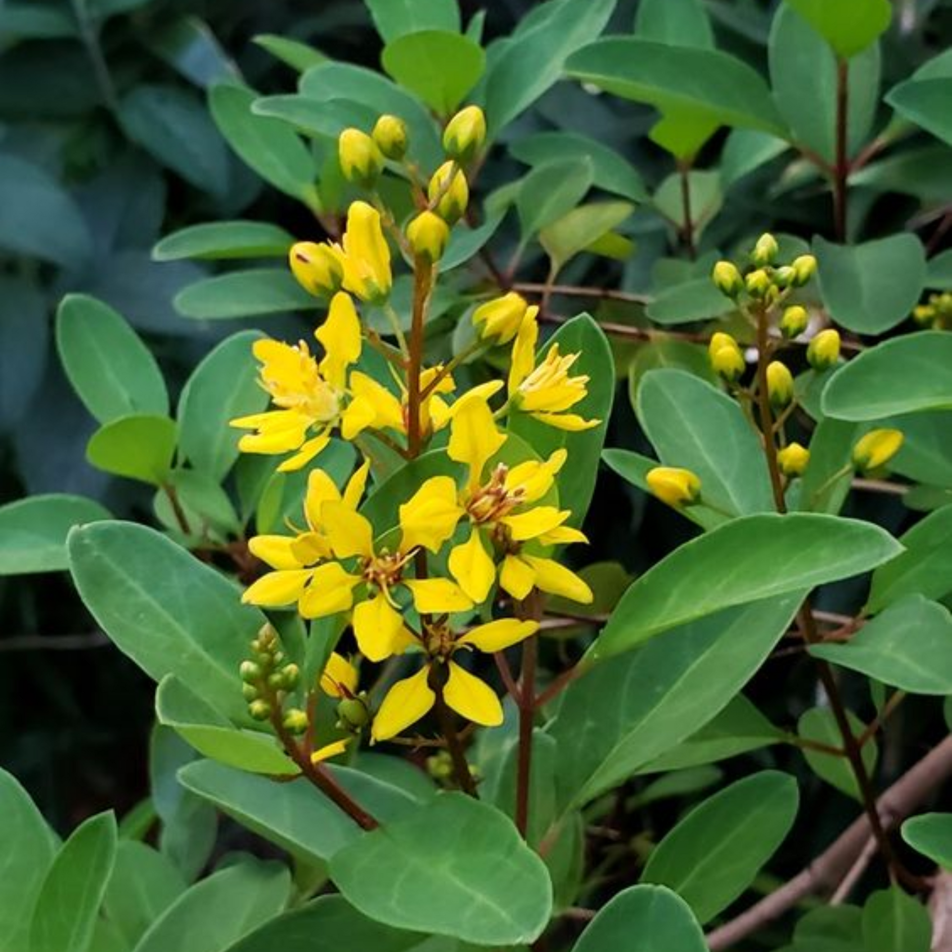 Galphemia Gracilis Beautiful full Year Yellow Flowering Live Plant