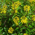 Galphemia Gracilis Beautiful full Year Yellow Flowering Live Plant