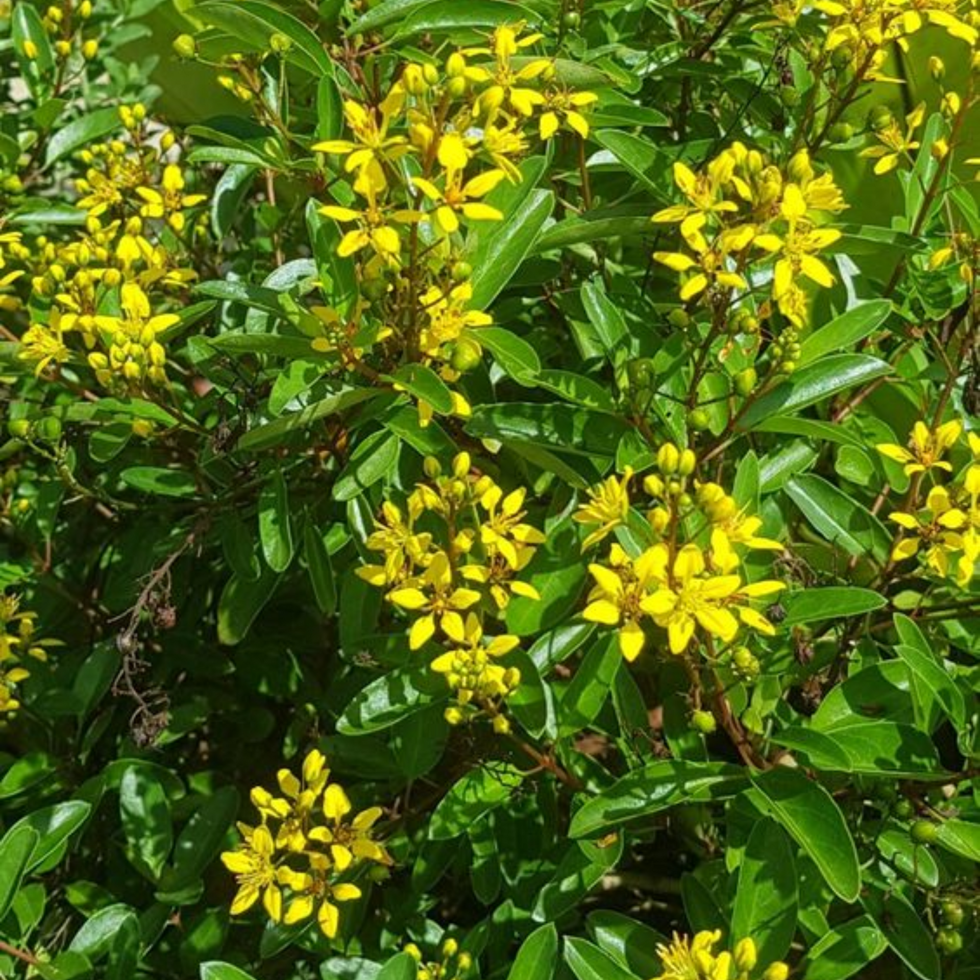 Galphemia Gracilis Beautiful full Year Yellow Flowering Live Plant