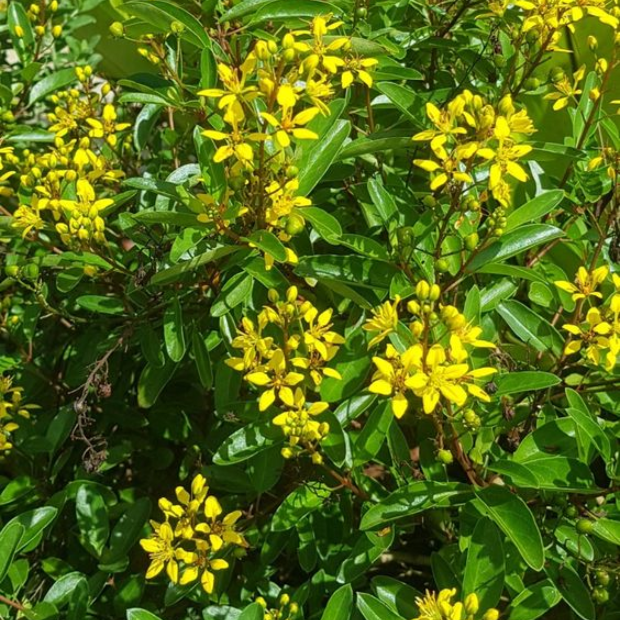 Galphemia Gracilis Beautiful full Year Yellow Flowering Live Plant
