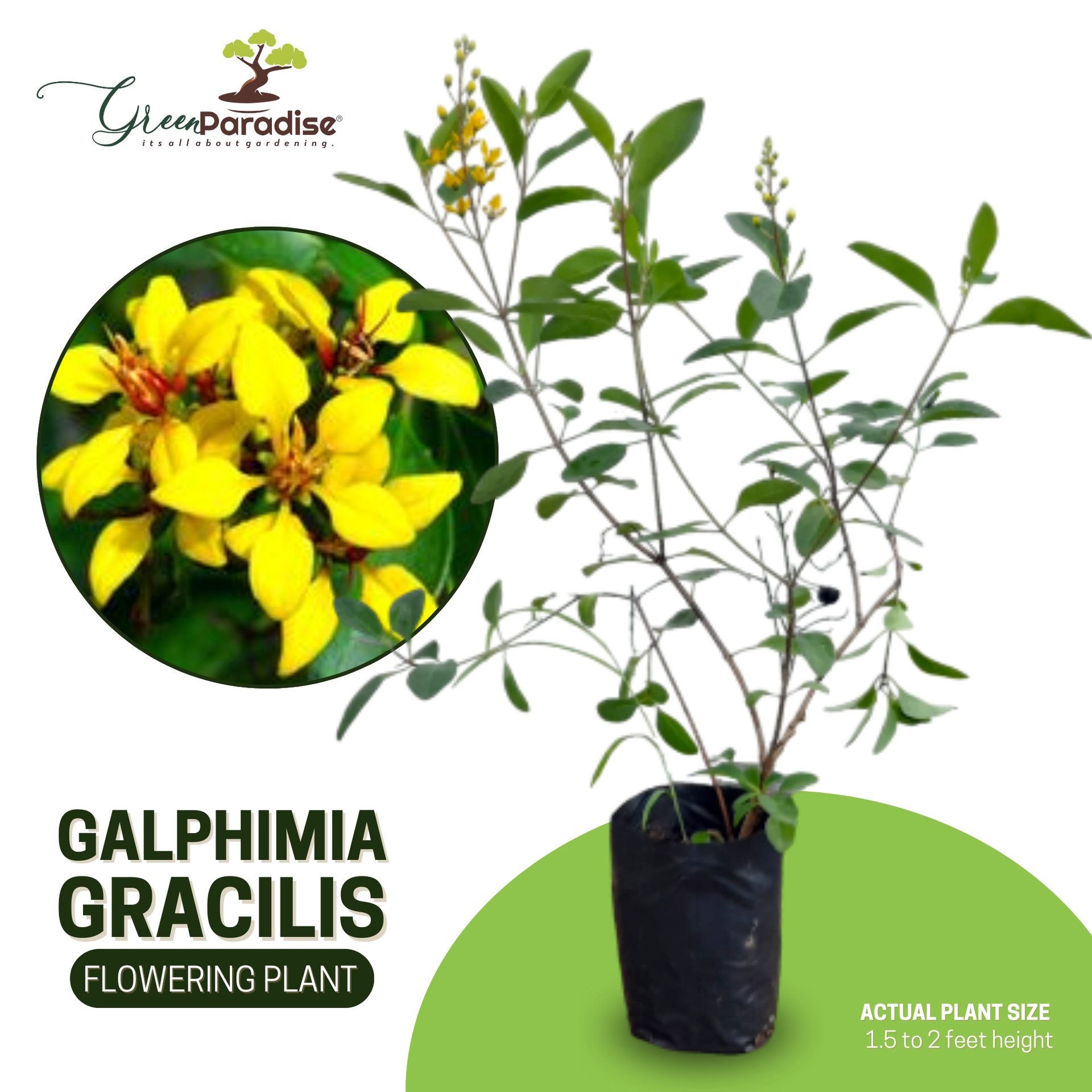 Galphemia Gracilis Beautiful full Year Yellow Flowering Live Plant