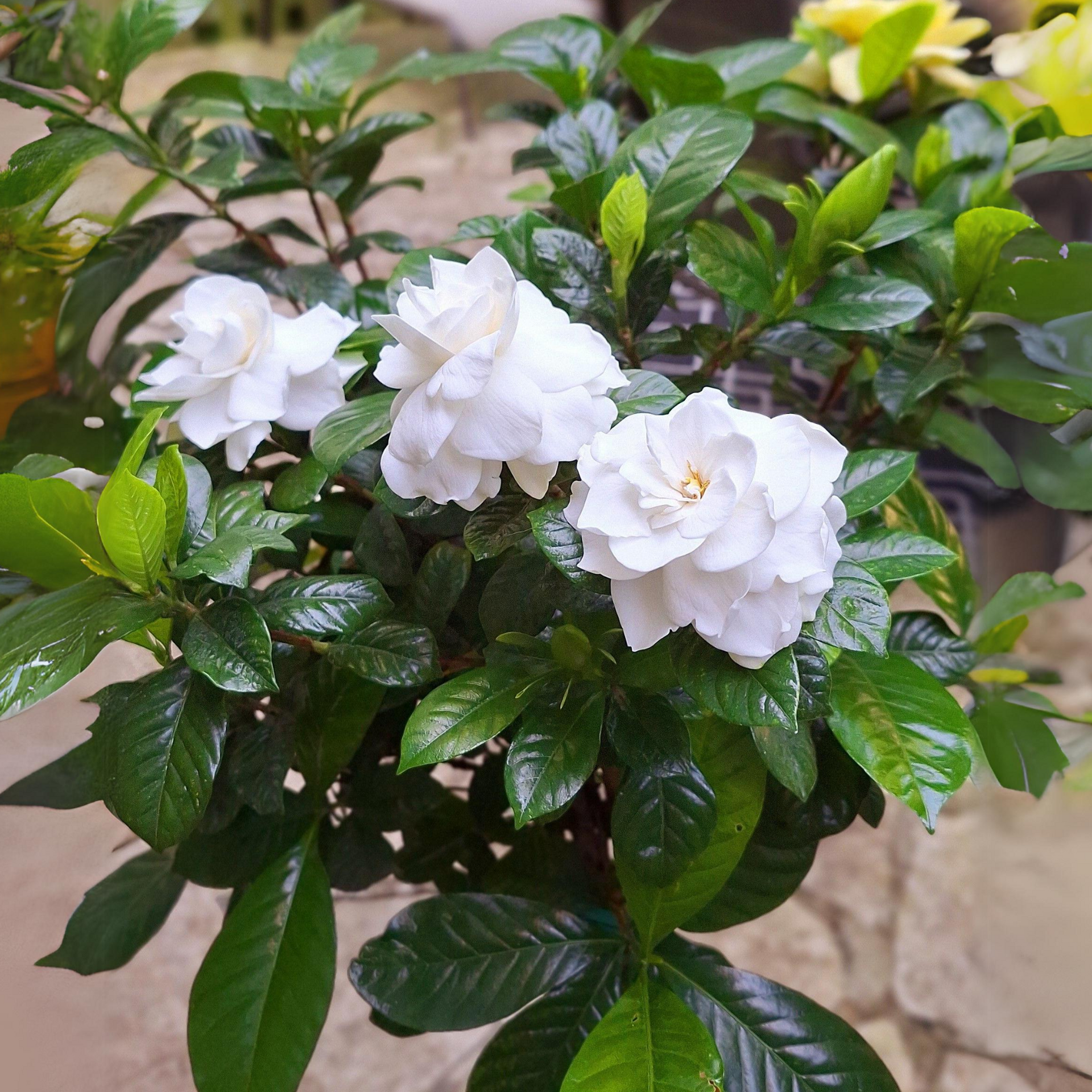 Gardenia Flowering Plant