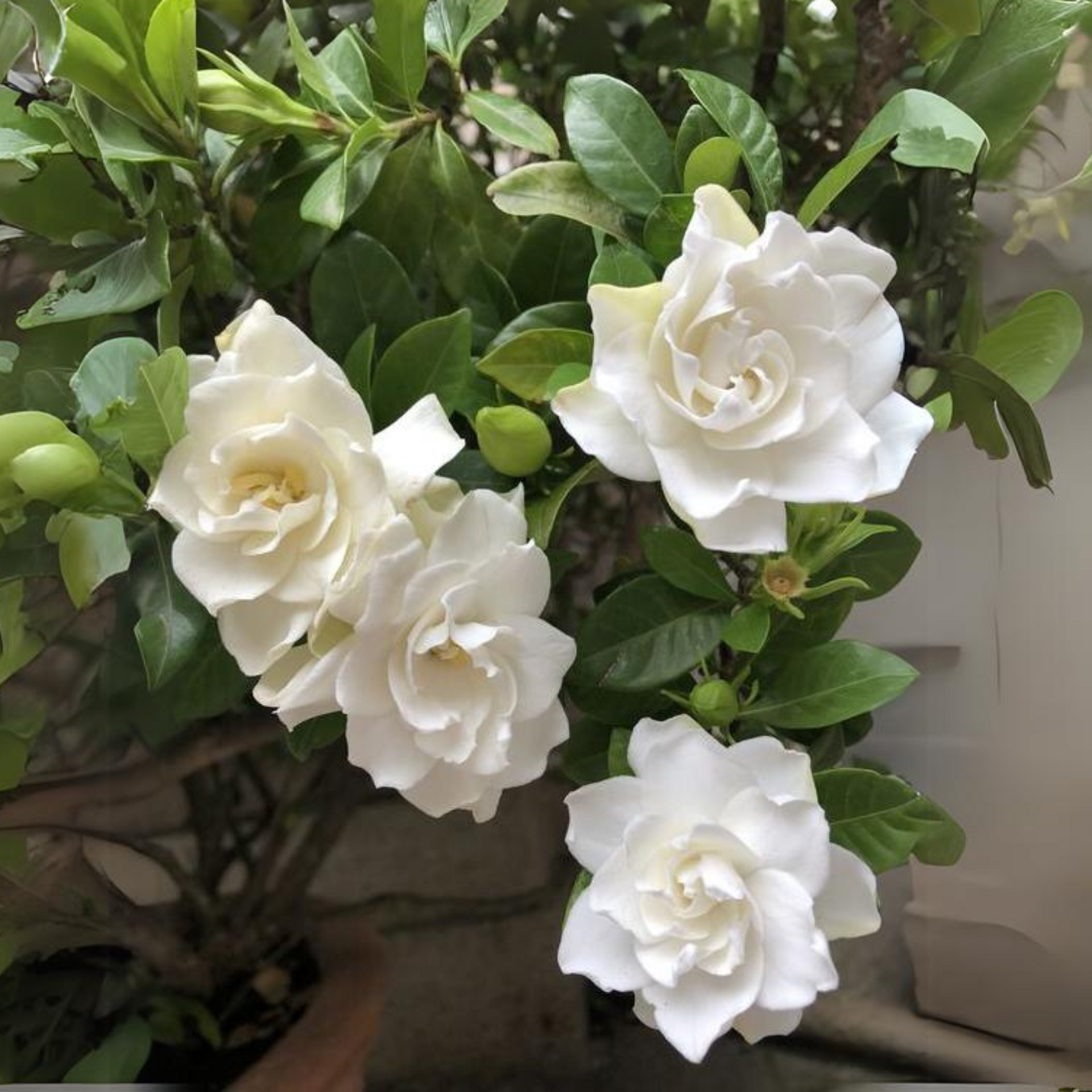 Gardenia Flowering Plant