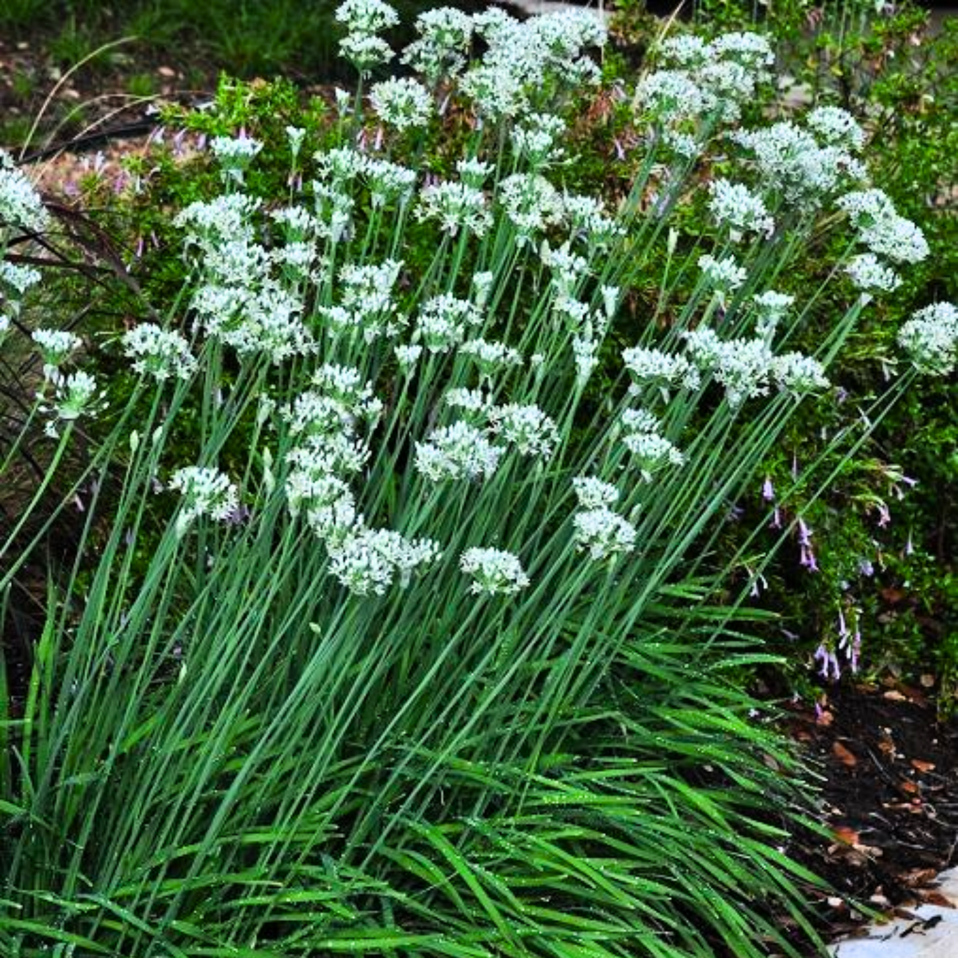 Garlic Chives Herbal live Plant