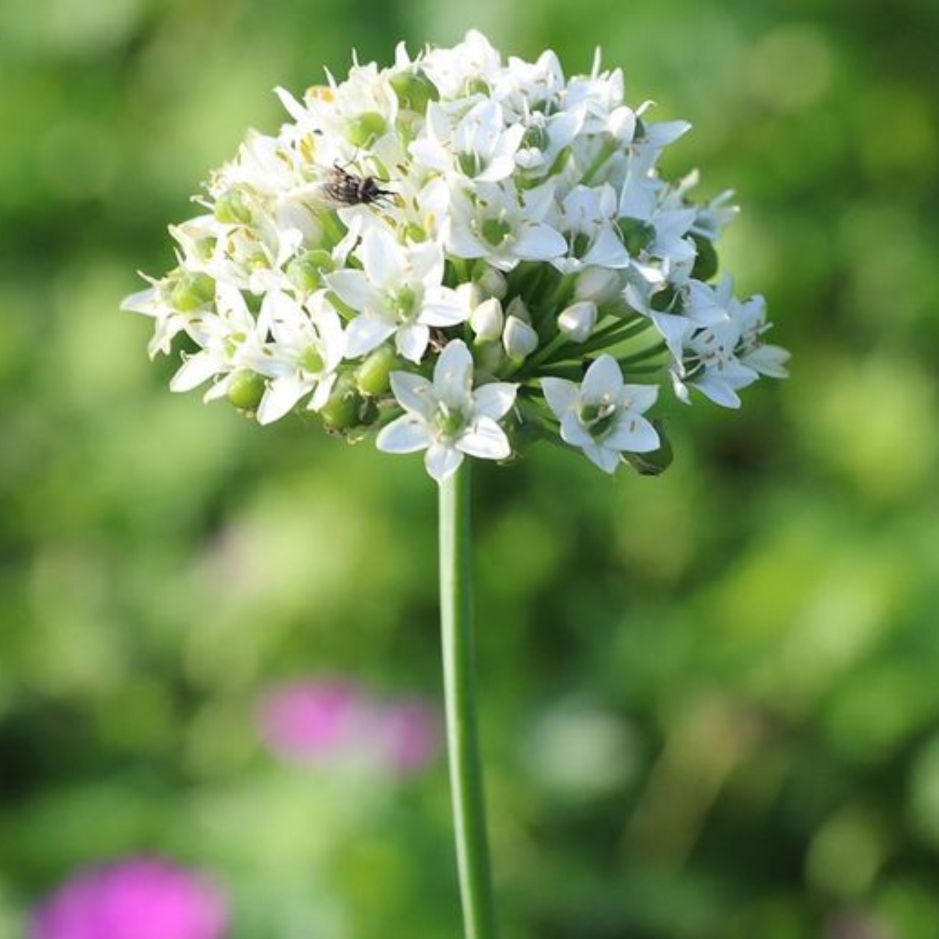 Garlic Chives Herbal live Plant