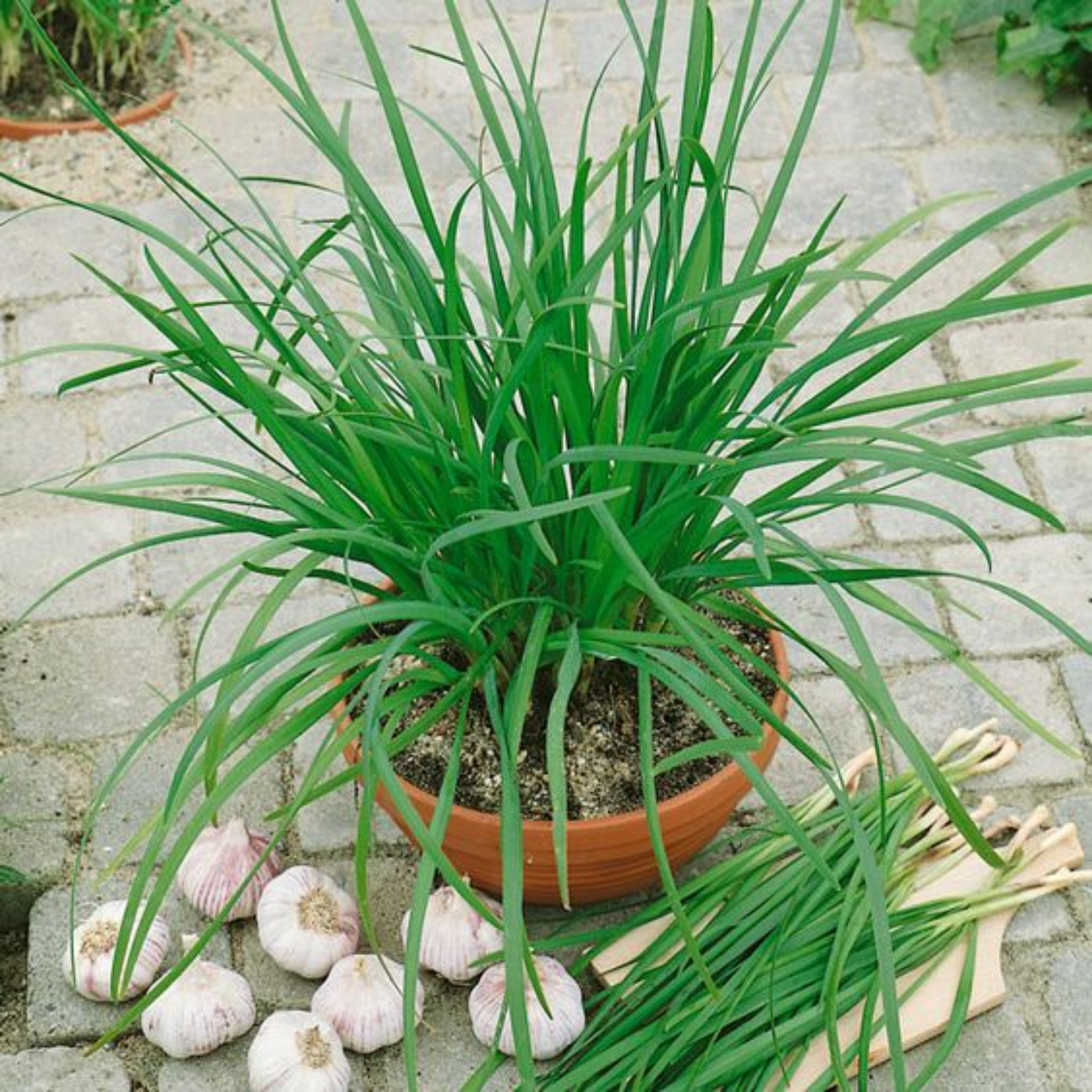 Garlic Chives Herbal live Plant