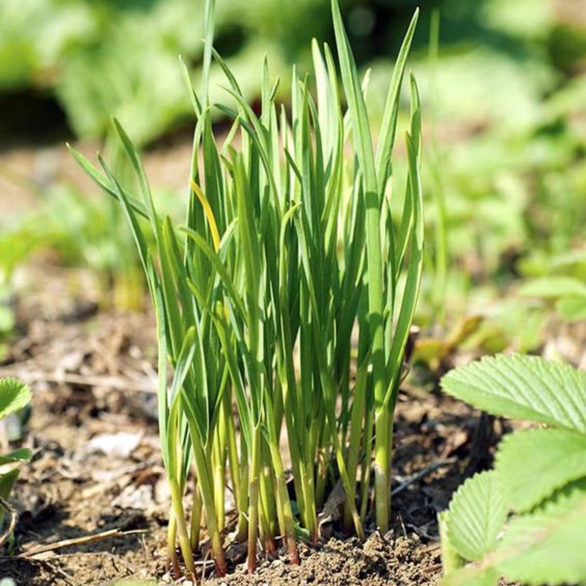 Garlic Chives Herbal live Plant