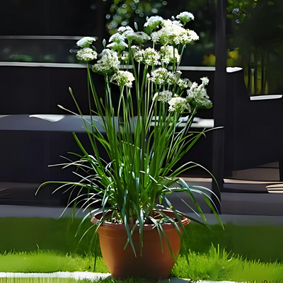 Garlic Chives Herbal live Plant