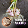 Garlic Seeds