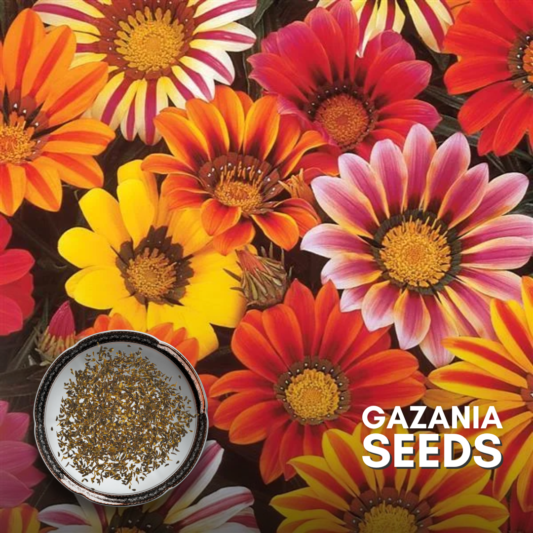 Green Paradise® Gazania (Improved) Seeds Pack