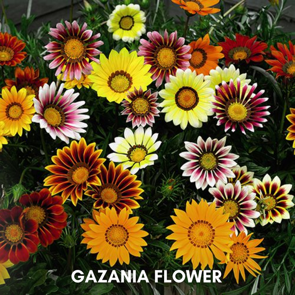 Green Paradise® Gazania (Improved) Seeds Pack