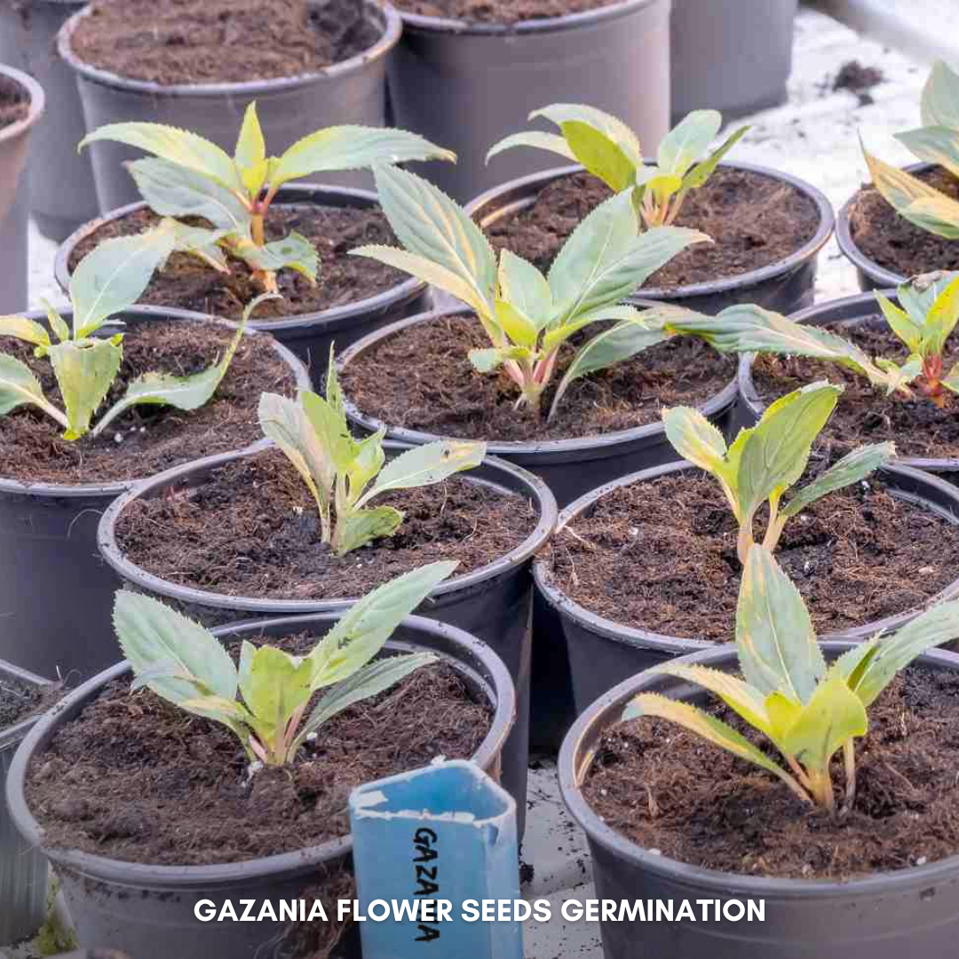 Green Paradise® Gazania (Improved) Seeds Pack