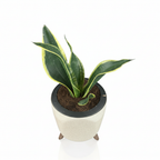Green Paradise® Sansevieria Laurentii Snake Plant – Air Purifying Indoor Plant in Premium Plastic Self Watering Pot