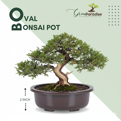 Green Paradise® Oval Bonsai Pot(  Set of 5 ) | 5.5 Inch Plastic Bonsai Training Pots | Purple Clay Color Small Planters for Indoor & Outdoor Plants