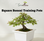 Green Paradise® Bonsai Pots Plastic Bonsai Training Pots (Square )(white )