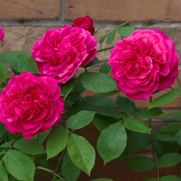 Green Paradise® Gertrude Jekyll Rose Plant – Fragrant English Rose Live Plant