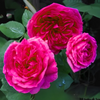 Green Paradise® Gertrude Jekyll Rose Plant – Fragrant English Rose Live Plant