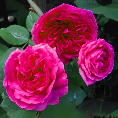 Green Paradise® Gertrude Jekyll Rose Plant – Fragrant English Rose Live Plant