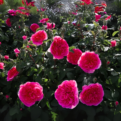 Green Paradise® Gertrude Jekyll Rose Plant – Fragrant English Rose Live Plant