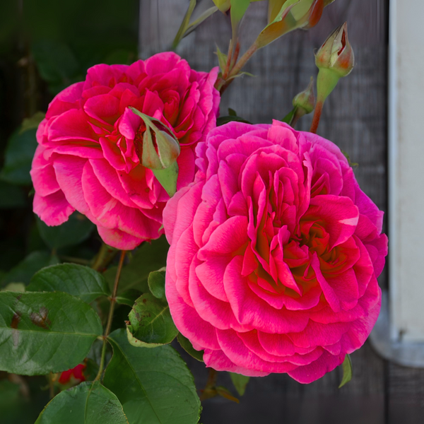 Green Paradise® Gertrude Jekyll Rose Plant – Fragrant English Rose Live Plant