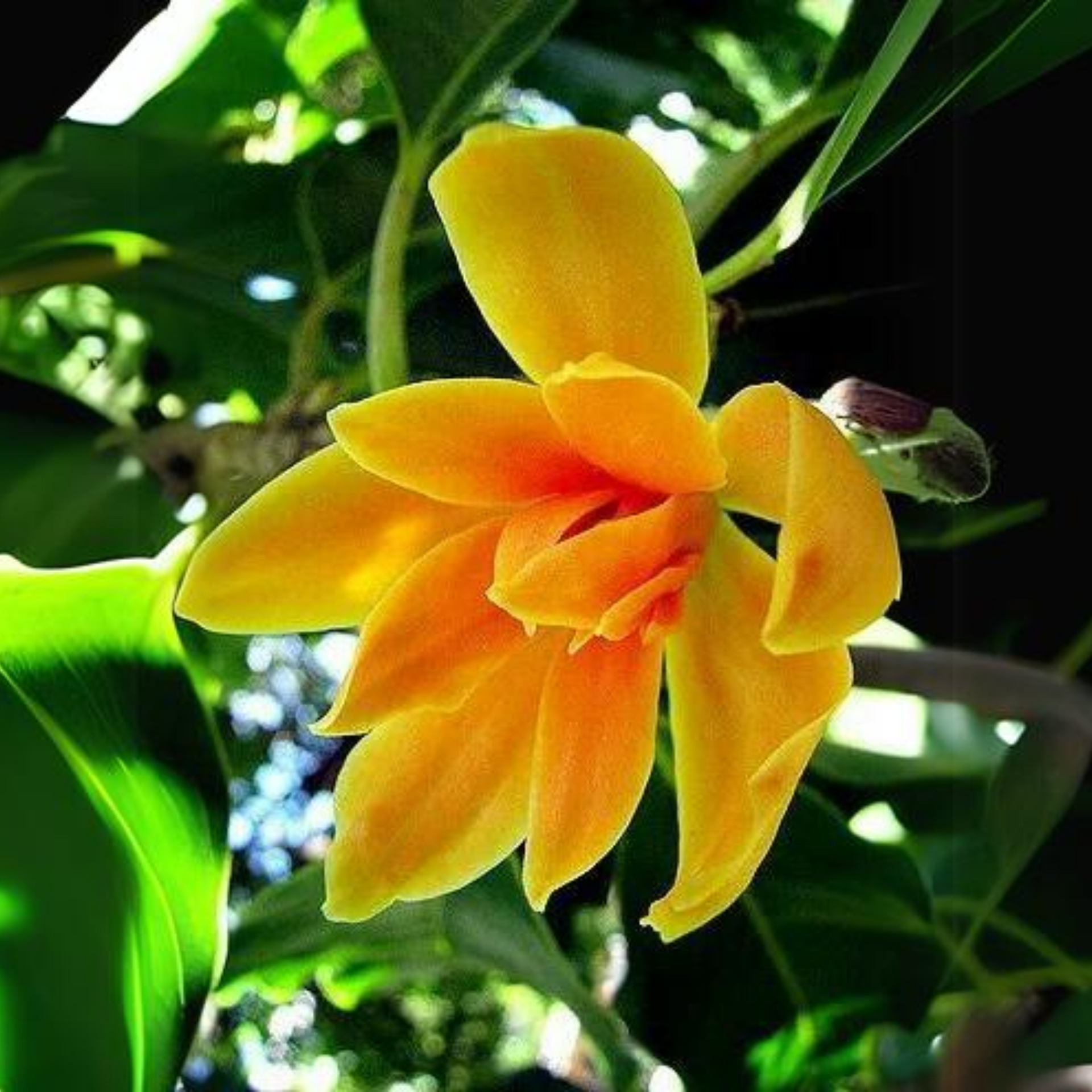 Son Champa, Golden Plumeria Live Plant