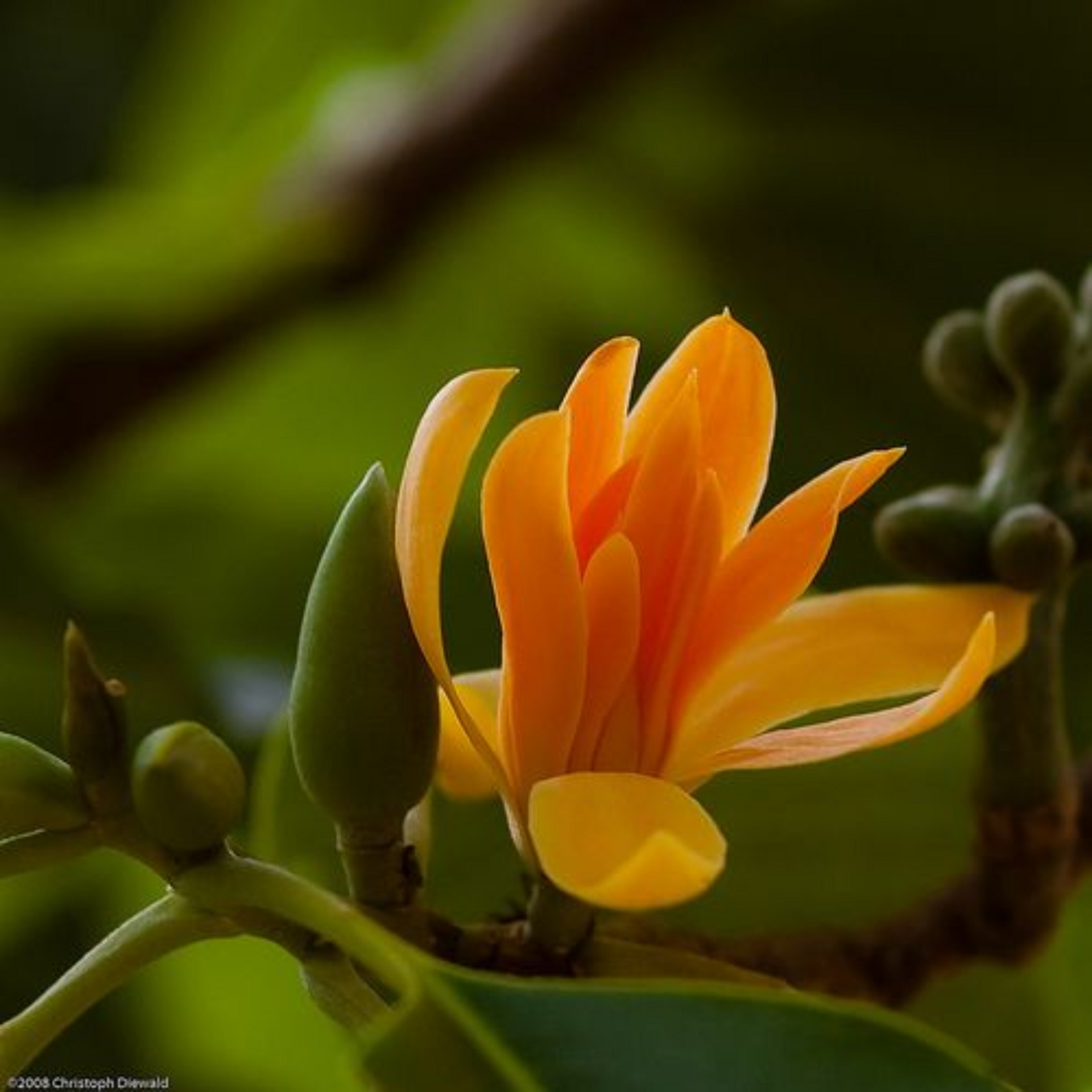 Son Champa, Golden Plumeria Live Plant