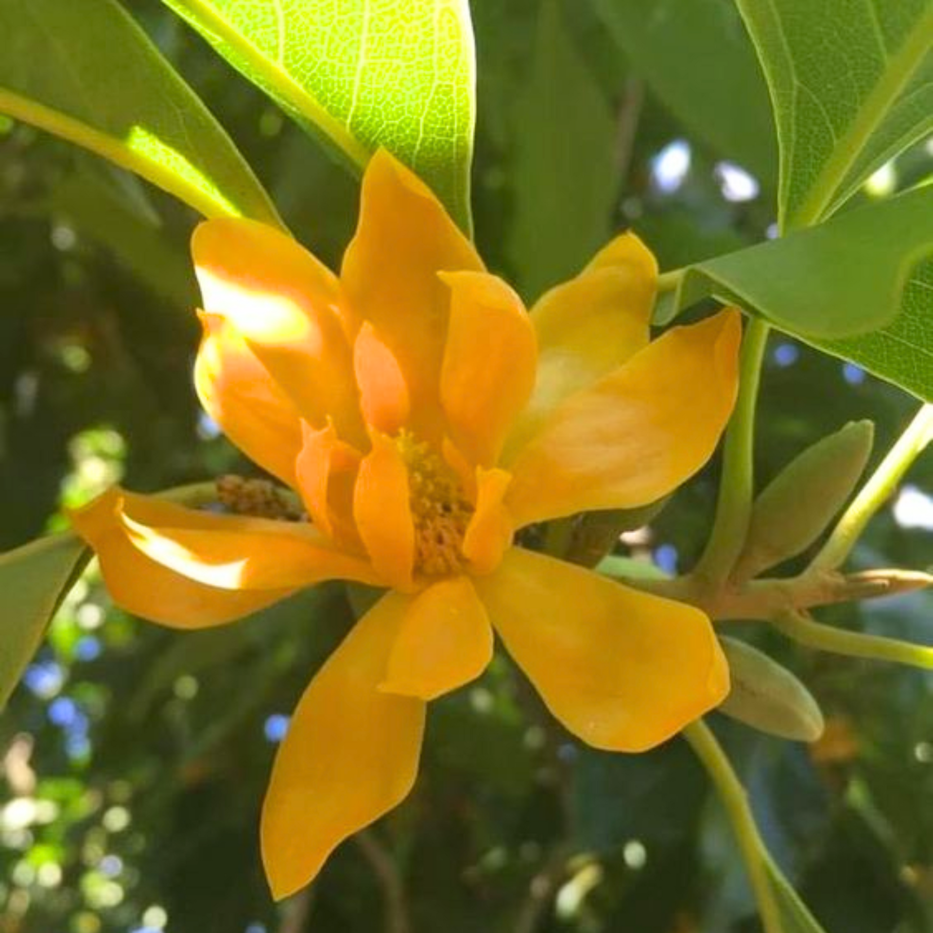 Son Champa, Golden Plumeria Live Plant