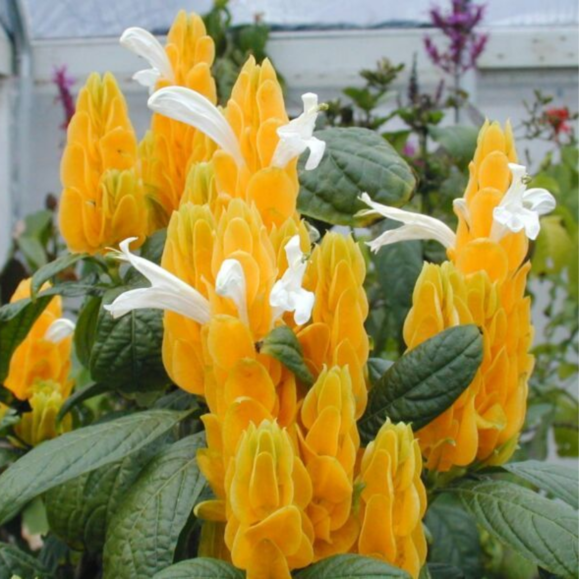 Green Paradise® Golden Shrimp Lollipop Plant