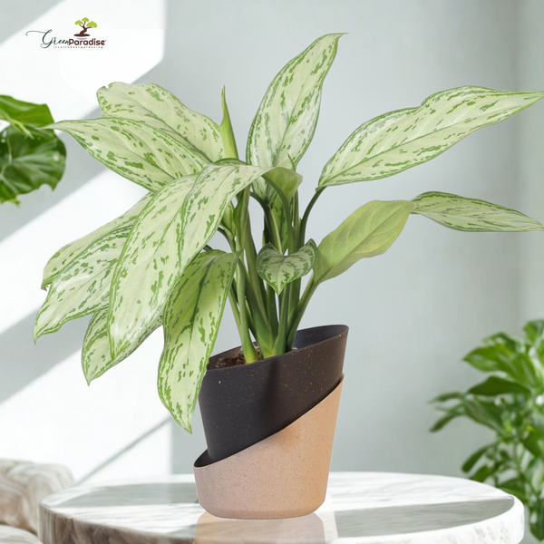 Potted plant with a unique pot design on a light background