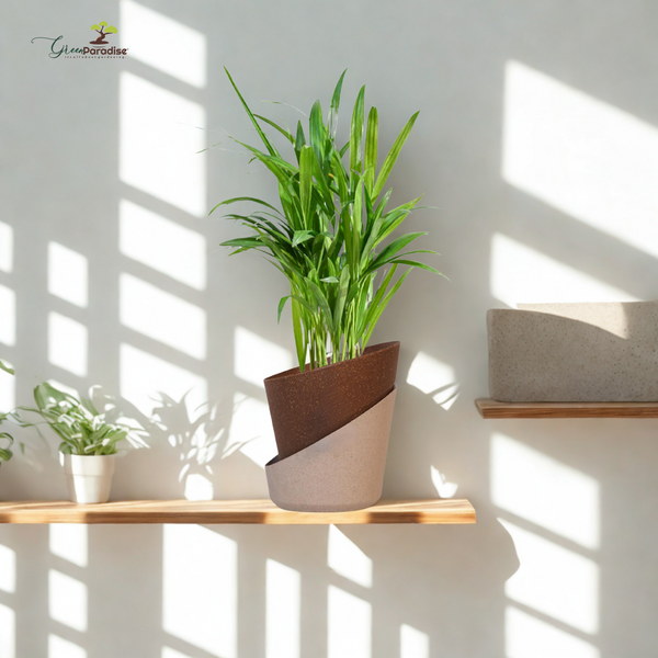Potted plant on a wooden shelf with sunlight casting shadows on a white wall