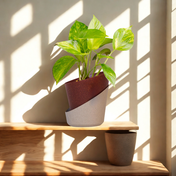 Potted plant on a wooden shelf with sunlight casting shadows