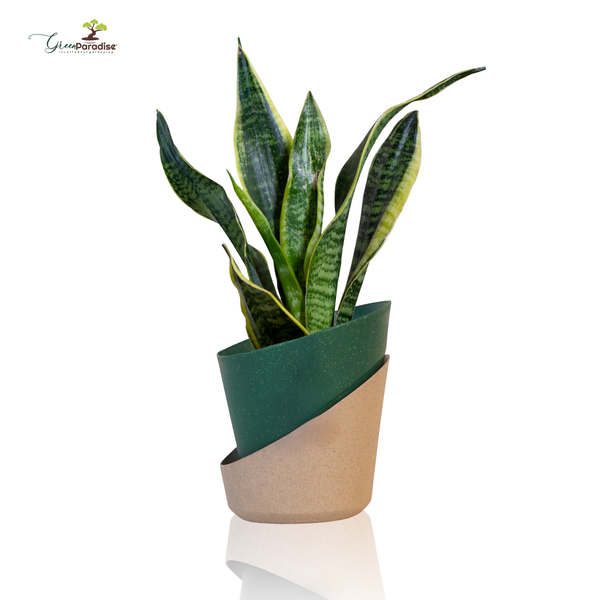 Potted plant with a green and beige planter on a white background