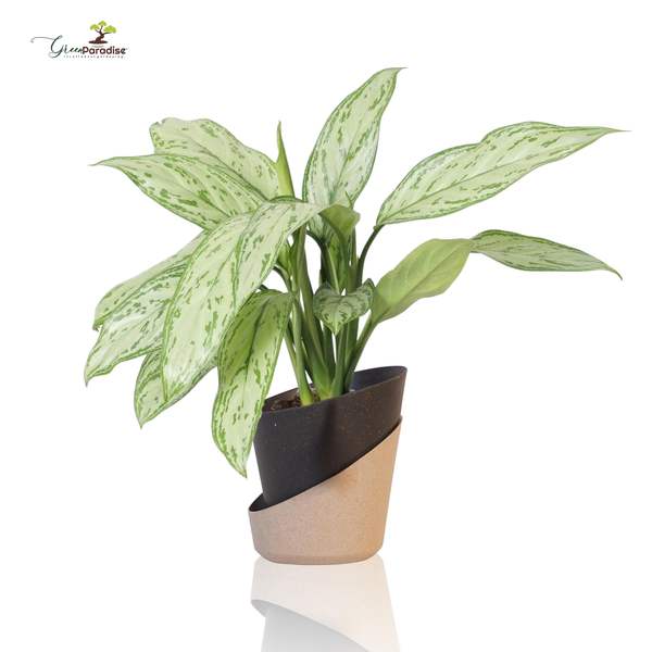Potted plant with green leaves in a black and beige planter on a white background