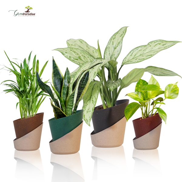 Five potted plants in decorative pots on a white background