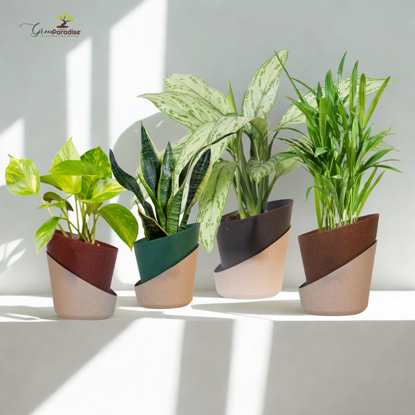 Five potted plants in unique pots on a light background