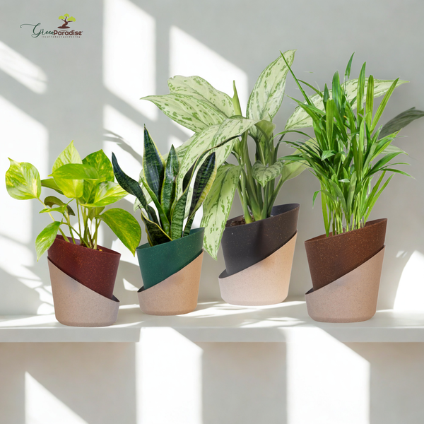 Five potted plants on a white surface with a light background