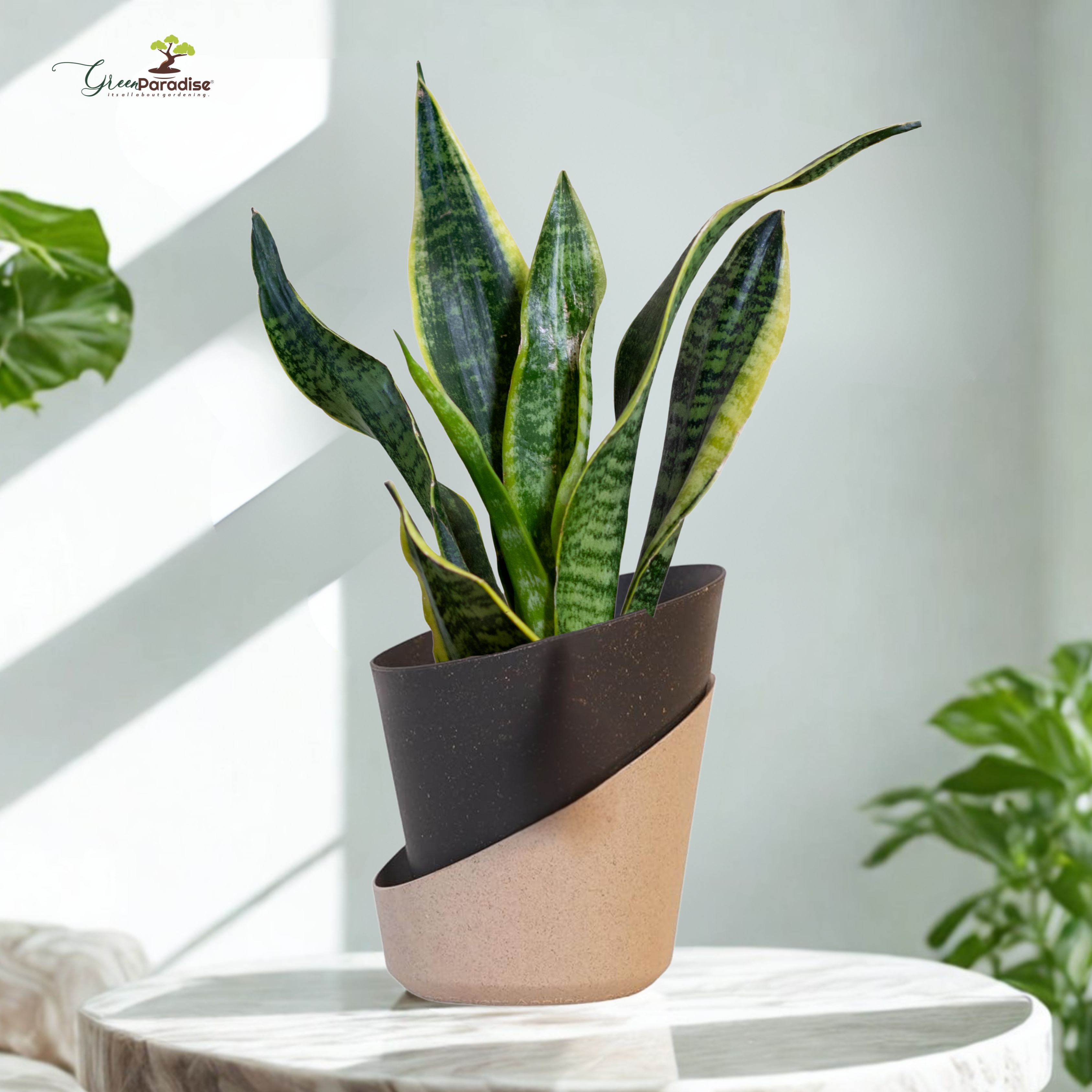 Potted snake plant on a white surface with a blurred background