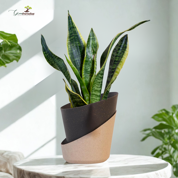 Potted snake plant on a white surface with a blurred background