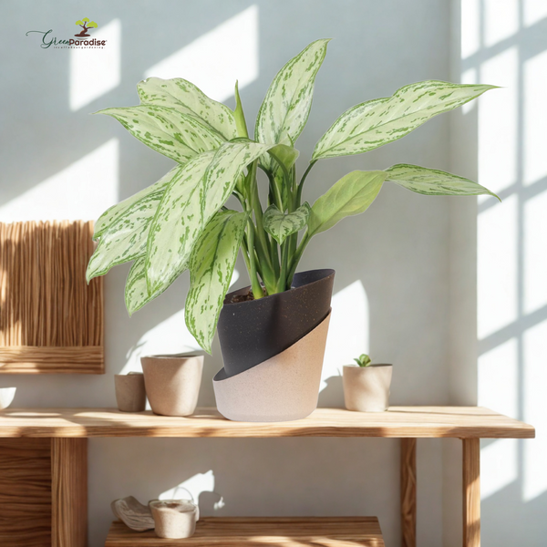Potted plant on a wooden shelf with a light background