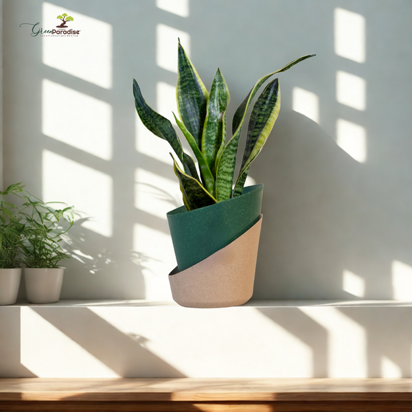 Potted snake plant on a wooden shelf with sunlight casting shadows on a white wall.